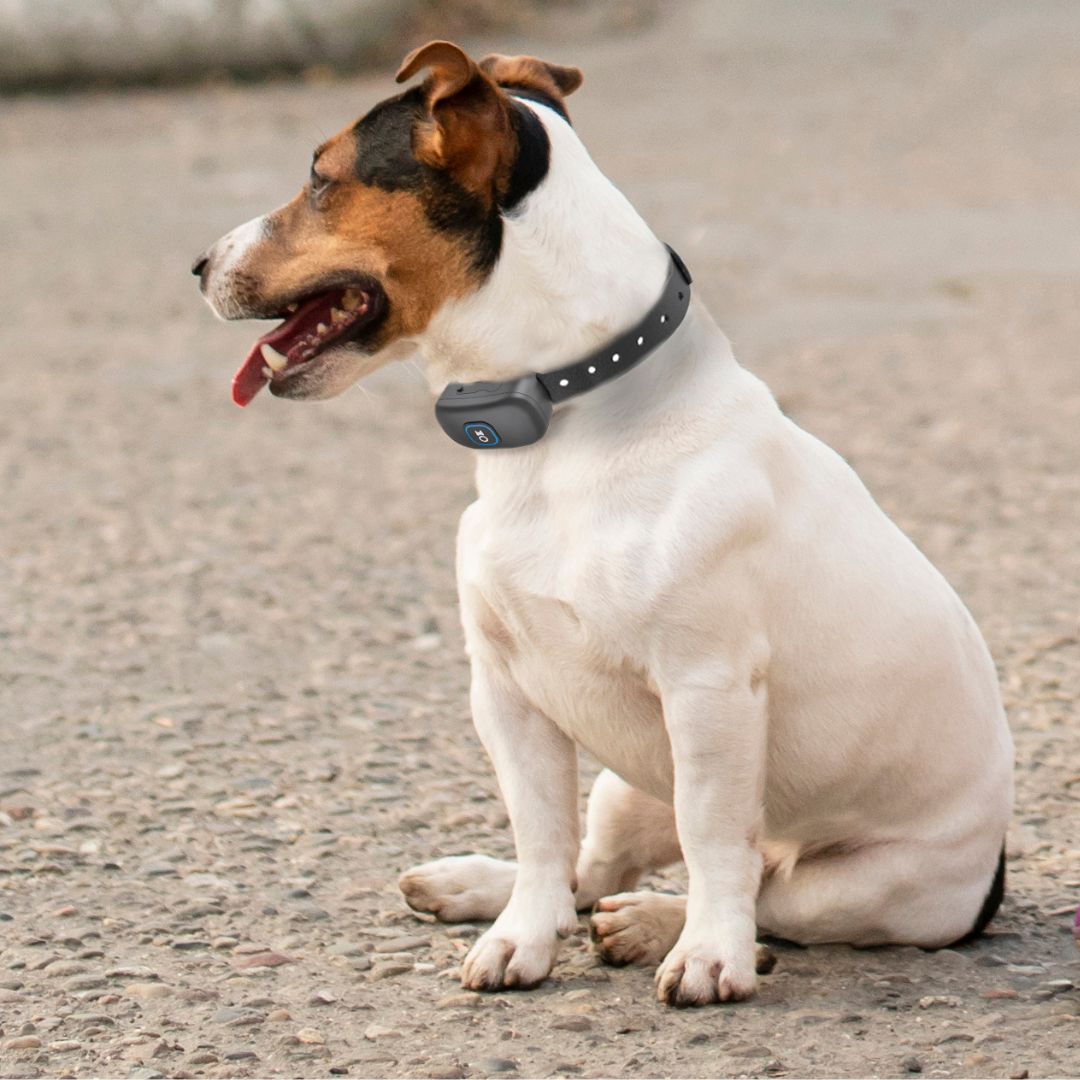2-in-1 Wireless Dog Fence &amp; Training Collar - Black