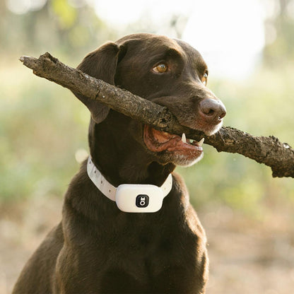 2-in-1 Wireless Dog Fence &amp; Training Collar - White